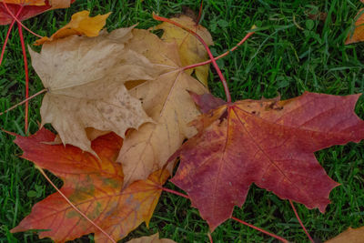 Close-up of leaves on ground