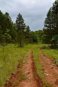 Dirt road amidst plants and trees against sky