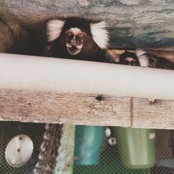 View of monkey on wooden fence in zoo