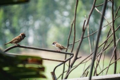 Bird perching on tree