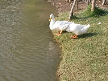 High angle view of swans swimming on lake