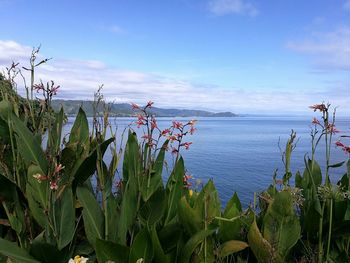 Scenic view of sea against sky