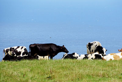 Cows standing in a field