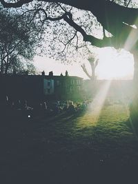 Sun shining through trees