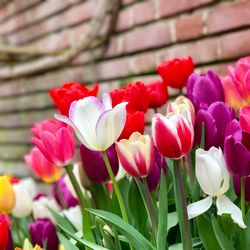 Close-up of red tulips