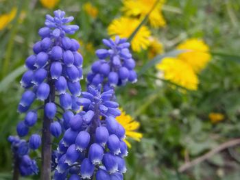 Close-up of purple flowers blooming