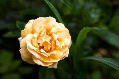 Close-up of rose flower