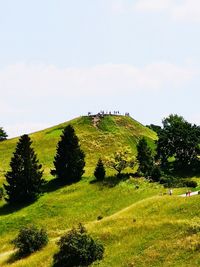 Trees on field against sky