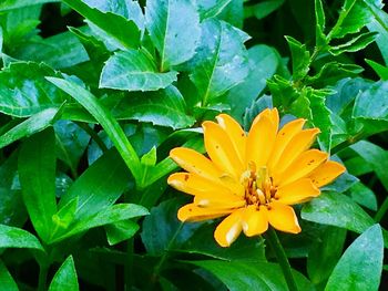 Close-up of yellow flower blooming outdoors