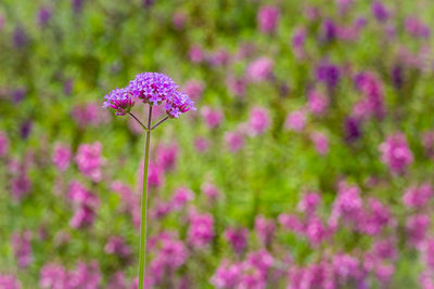Close-up of pink flowering plant