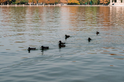 Ducks swimming in lake