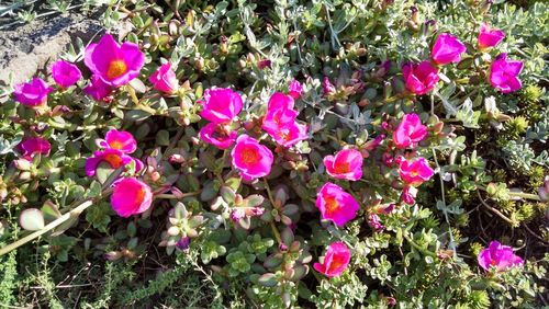 High angle view of pink flowers blooming outdoors