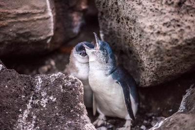 Close-up of birds on rock