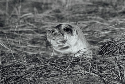 Close-up of seal on field