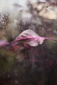 Digital composite image of purple flower