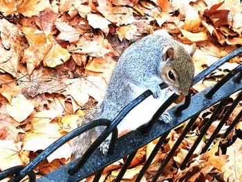 Close-up of lizard on autumn leaves