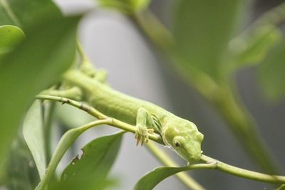 Close-up of insect on leaf