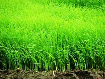 Plants growing on field