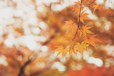 Close-up of maple tree during autumn