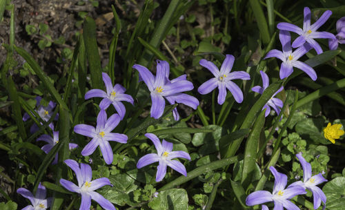 Close-up of purple flowering plants