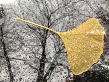 High angle view of wet plant during winter