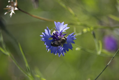 Close-up of bee on purple flower