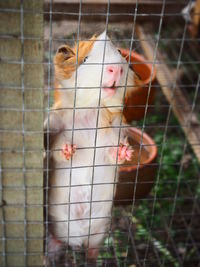 Close-up of guinea pig in cage
