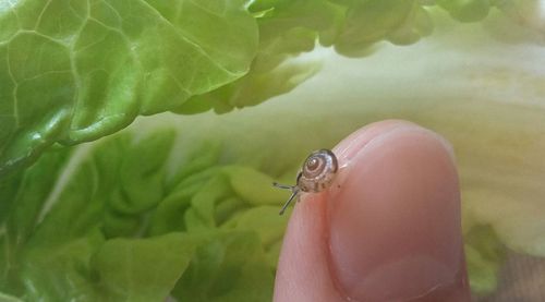 Close-up of insect on leaf