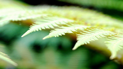 Close-up of ferns growing outdoors