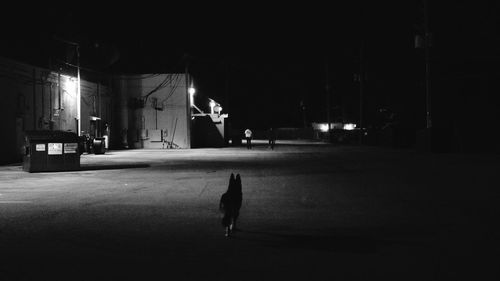 Dog walking on road at night