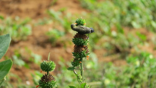 Close-up of fly on flower