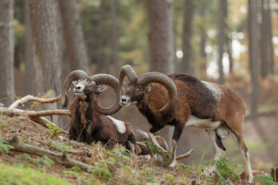 Close-up of deer on field