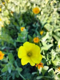 flowering plant