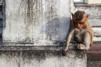 Monkey sitting on wall.