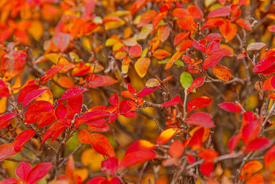 Full frame shot of yellow flowering plants