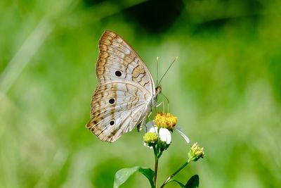 Close-up of butterfly pollinating on flower