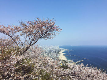 View of cherry tree by sea against clear sky