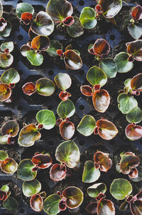 Full frame shot of plants