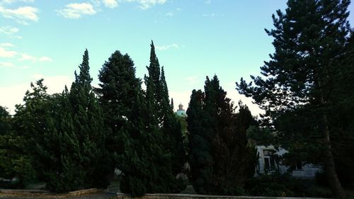 Low angle view of trees against sky