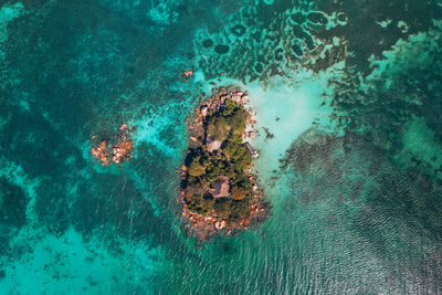 High angle view of coral swimming in sea