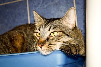 Close-up portrait of cat