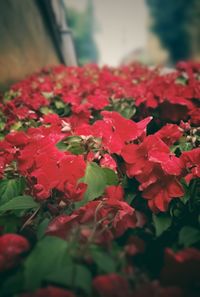 Close-up of red flower