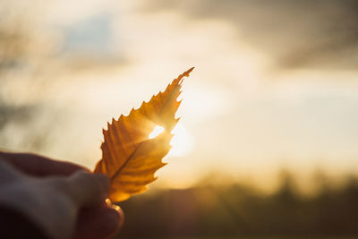 Close-up of hand holding leaf against sky during sunset