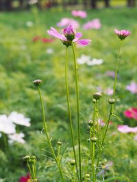 Close-up of pink flowering plant on field