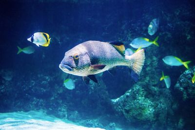 Close-up of fish swimming in sea