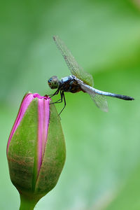 Close-up of insect on flower