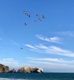 Flock of birds flying over sea