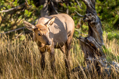 Portrait of an animal