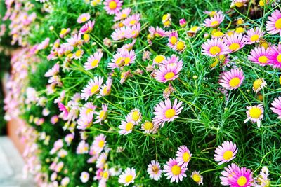 High angle view of pink flowering plants on field