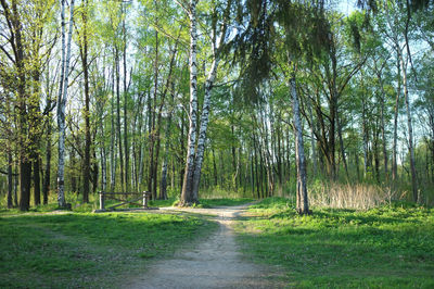 Dirt road amidst trees in forest